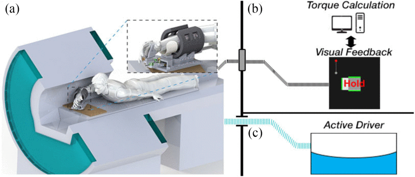 Fig. 1. - <p>Setup for multi-muscle magnetic resonance elastography. (a) Subjects are positioned headfirst and prone with their right arm placed in a custom MRE driver and perform isometric contractions cued by (b) the visual feedback system that allows the subject to visualize and maintain applied torque. (c) The MRE driver is connected to a pneumatic actuator.</p>