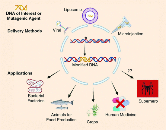 Fig 1 - Genetic manipulation and gene therapy. A brief overview of the main techniques used to insert or induce changes in DNA and possible applications. Created with https://biorender.com.